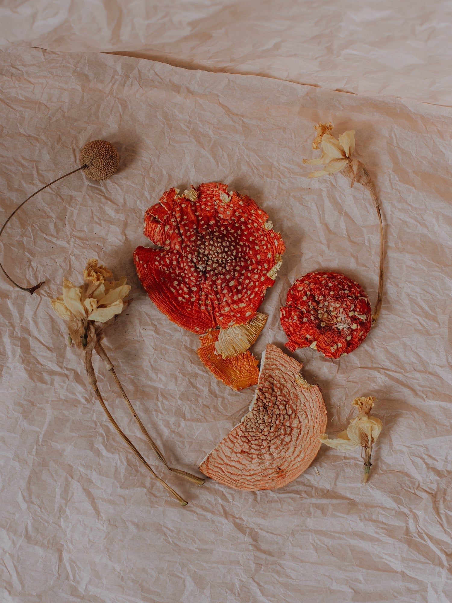 Amanita Muscaria Treatment Guide